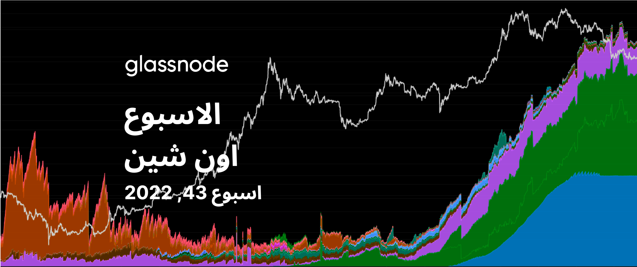 المعركة بين الثيران والدببة